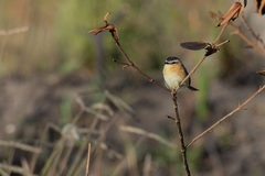 Culicivora caudacuta