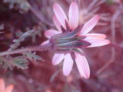 Dimorphotheca pinnata
