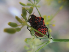 Graphosoma italicum