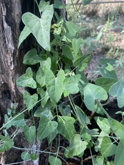 Funastrum