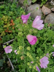 Malva alcea