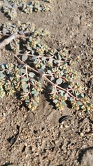 Euphorbia micromera