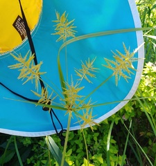 Cyperus strigosus