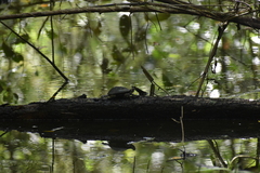 Melanochelys trijuga