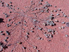 Lasiopogon