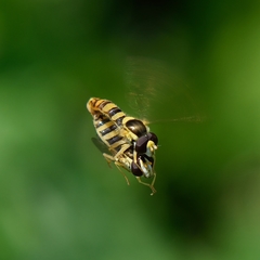Sphaerophoria philanthus