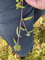 Melochia corchorifolia