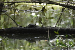 Melanochelys trijuga
