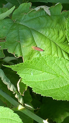 Graphocephala coccinea