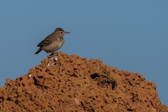 Geositta poeciloptera