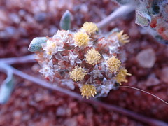 Lasiopogon