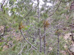 Arceuthobium divaricatum