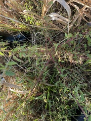 Melochia corchorifolia