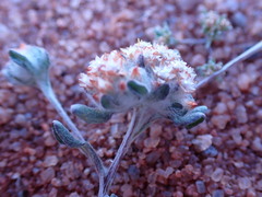 Lasiopogon