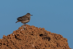 Geositta poeciloptera