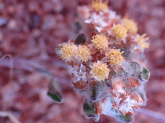 Lasiopogon