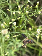Pachodynerus erynnis