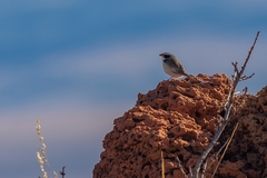 Coryphaspiza melanotis