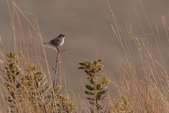 Ammodramus humeralis