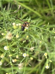 Pachodynerus erynnis
