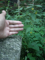 Corchoropsis crenata