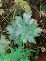 Erysiphe aquilegiae