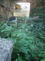 Corchoropsis crenata