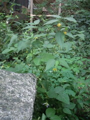 Corchoropsis crenata