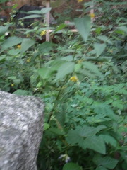 Corchoropsis crenata