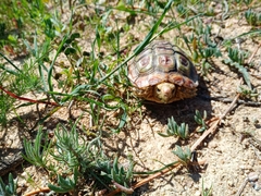 Homopus areolatus