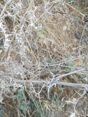 Uloborus walckenaerius