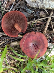 Cortinarius sanguineus