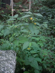 Corchoropsis crenata