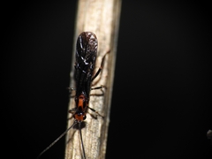 Braconinae