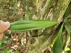 Trichocentrum pumilum