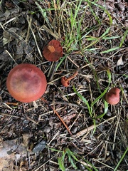 Cortinarius sanguineus