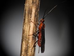 Braconinae
