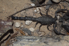 Hottentotta zagrosensis