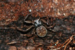 Coriarachne depressa