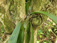 Trichocentrum pumilum