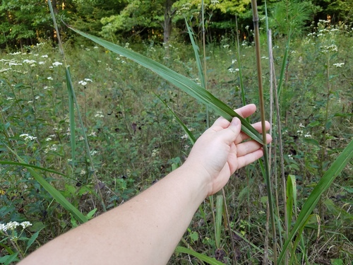 Erianthus giganteus, photograph 1