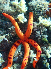 Ophidiaster ophidianus