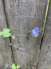 Ipomoea hederacea