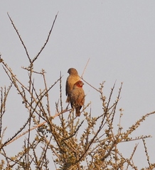 Amadina erythrocephala