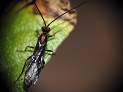 Braconinae