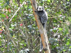 Callithrix geoffroyi