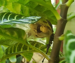 Latrodectus geometricus