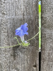 Ipomoea hederacea