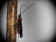 Braconinae