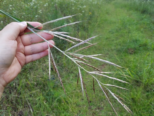 Erianthus giganteus, photograph 3